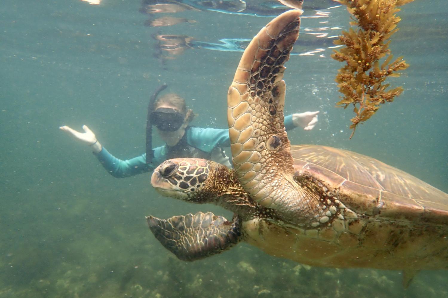 一名<a href='http://tra4.lfkgw.com'>bv伟德ios下载</a>学生在Galápagos群岛游学途中与一只巨龟游泳.